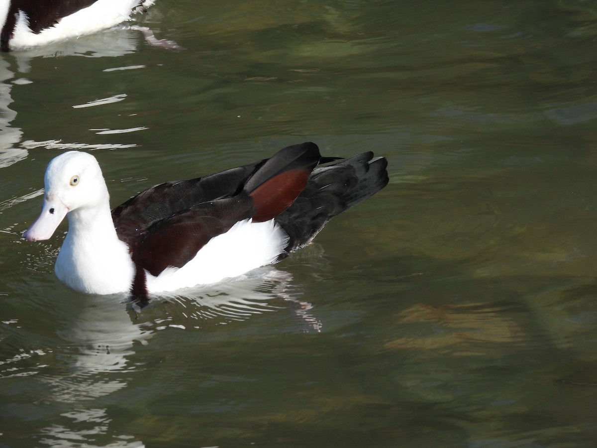 Radjah Shelduck - ML623587587