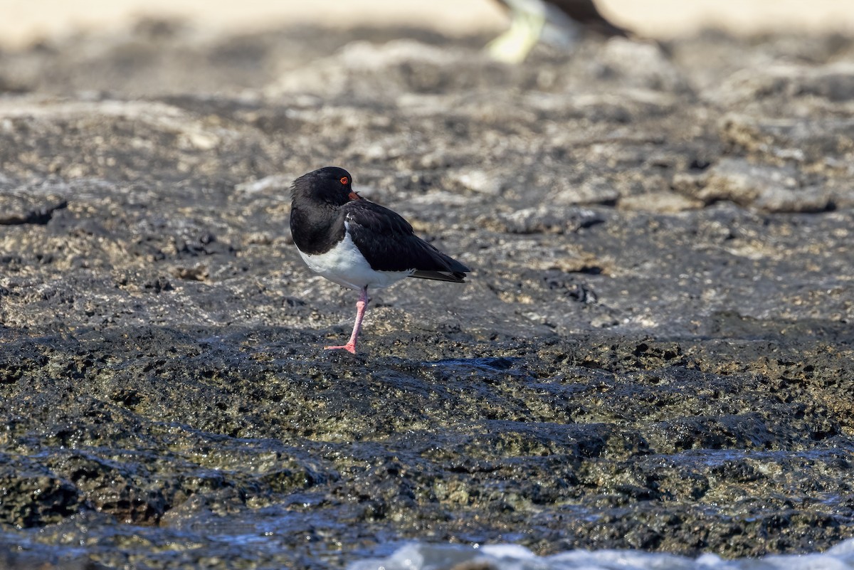 Pied Oystercatcher - ML623587607