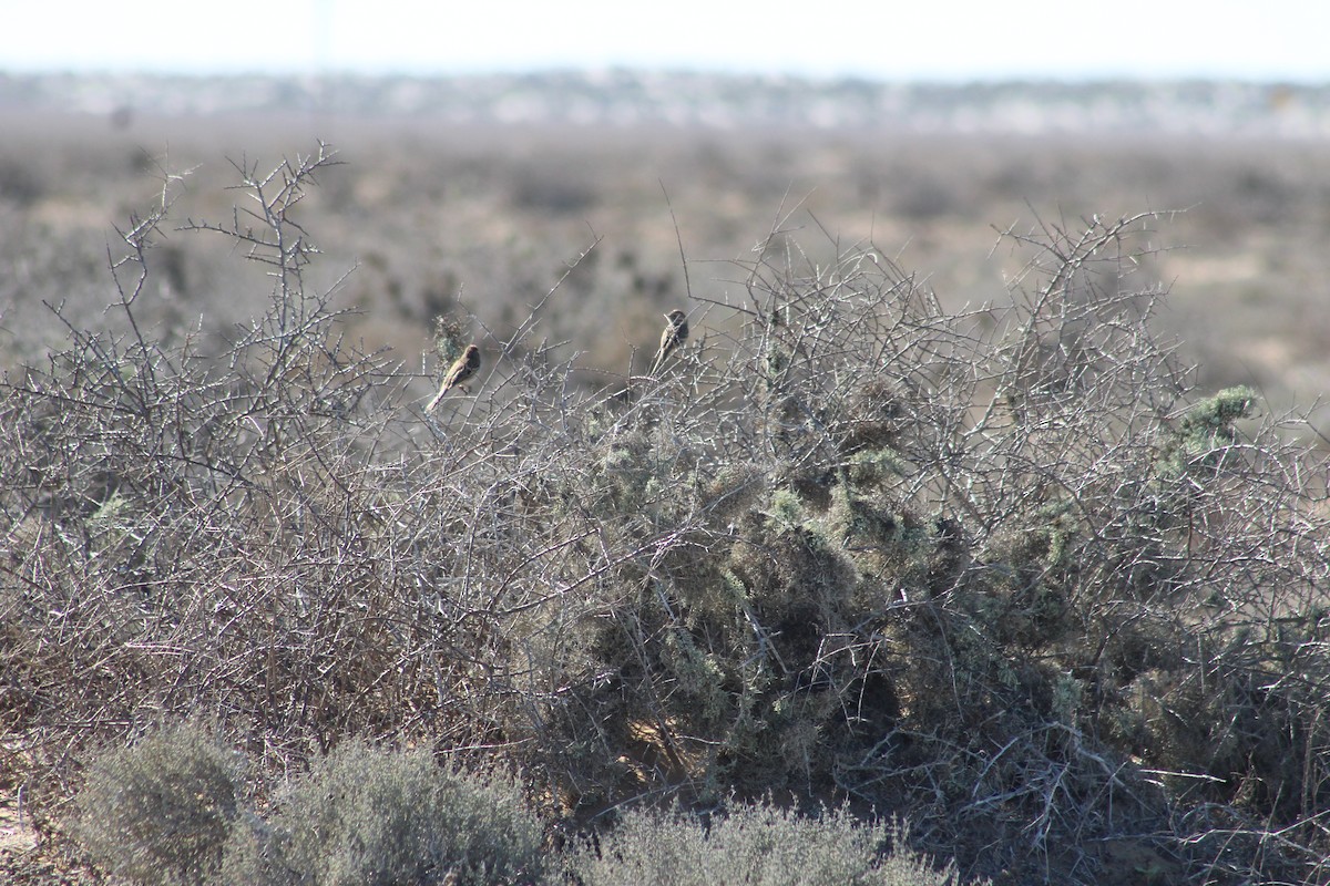 Brewer's Sparrow - ML623587616