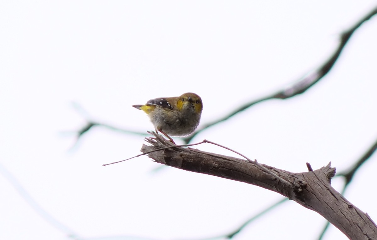 Forty-spotted Pardalote - ML623587635