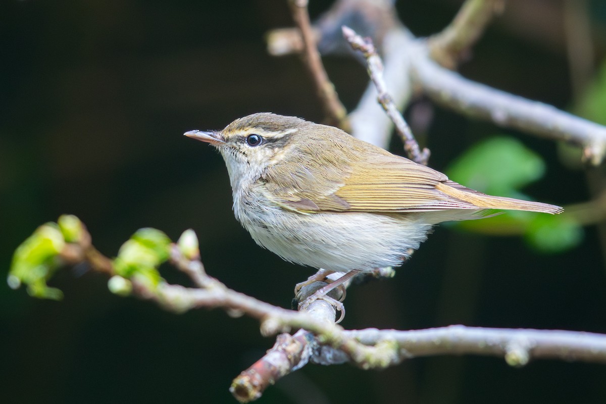 Pale-legged Leaf Warbler - ML623587653