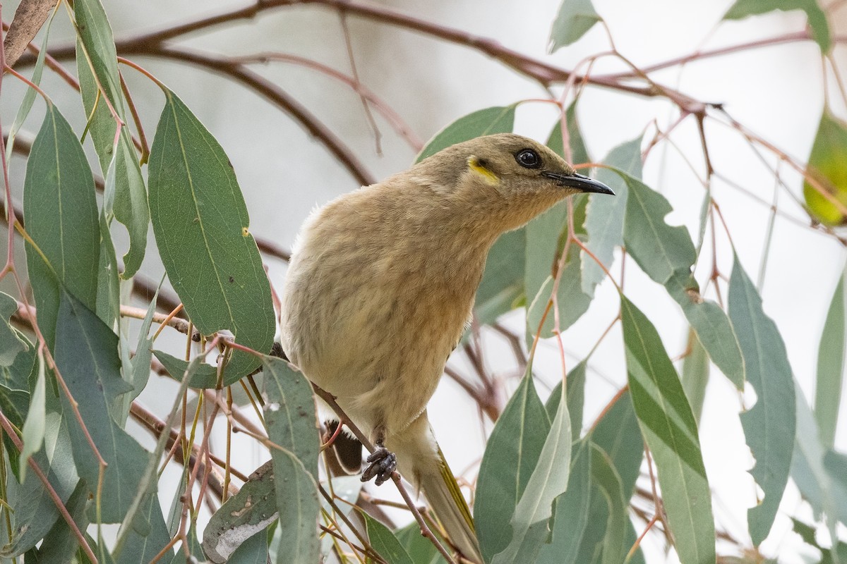 Fuscous Honeyeater - ML623587654