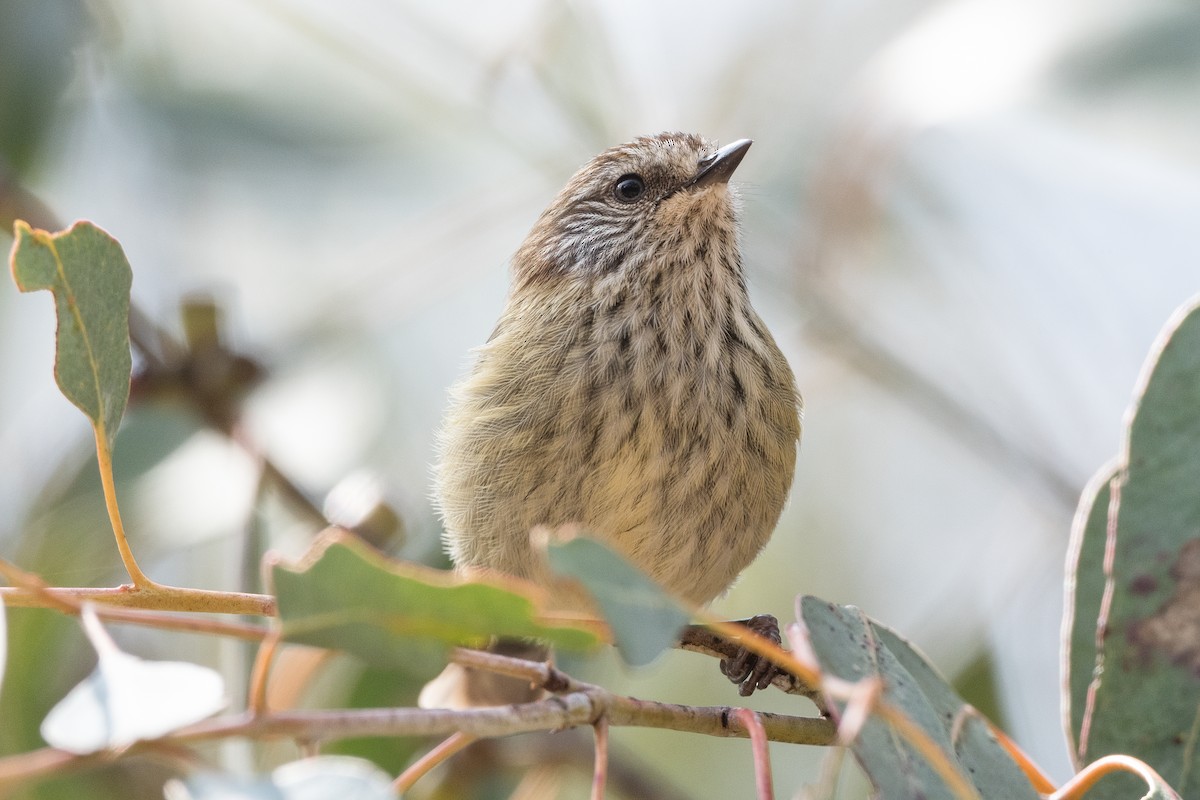 Striated Thornbill - ML623587662