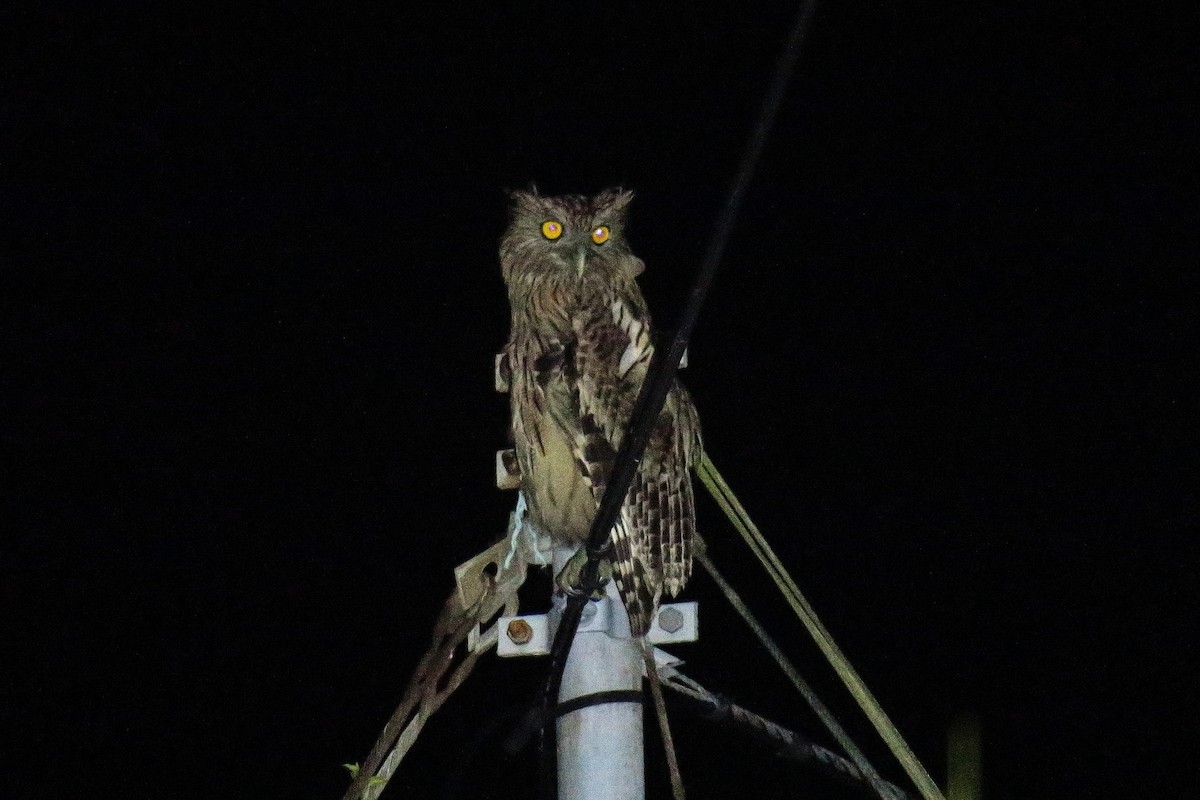 Brown Fish-Owl - ML623587689