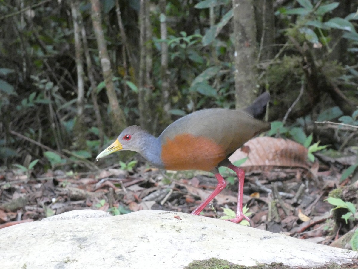 Gray-cowled Wood-Rail - ML623587698