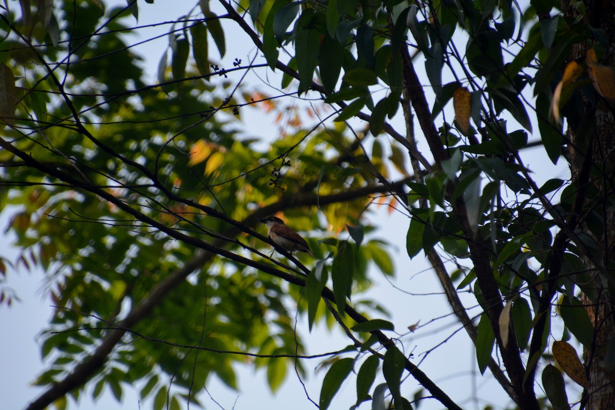 Black-and-white Shrike-flycatcher - ML623587699