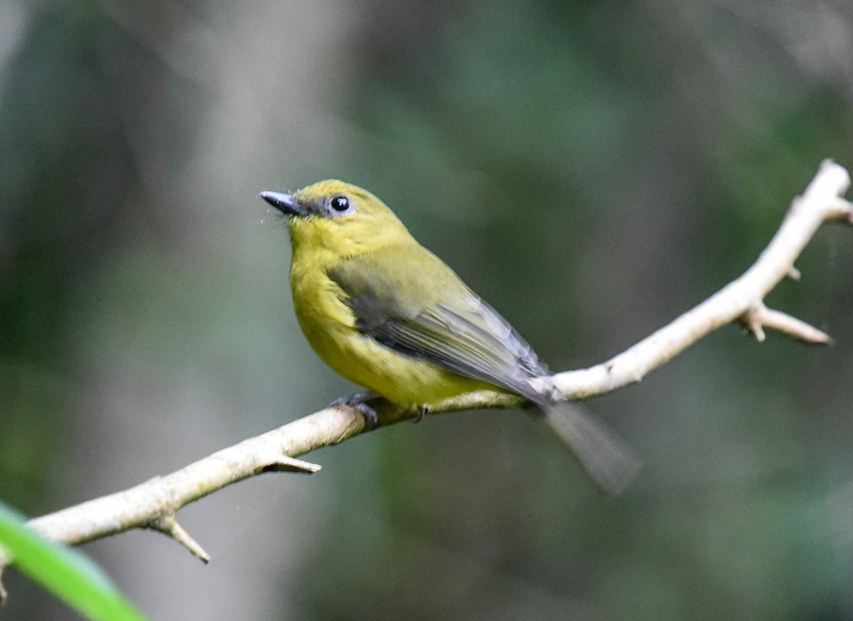 Bornean Whistler - ML623587779