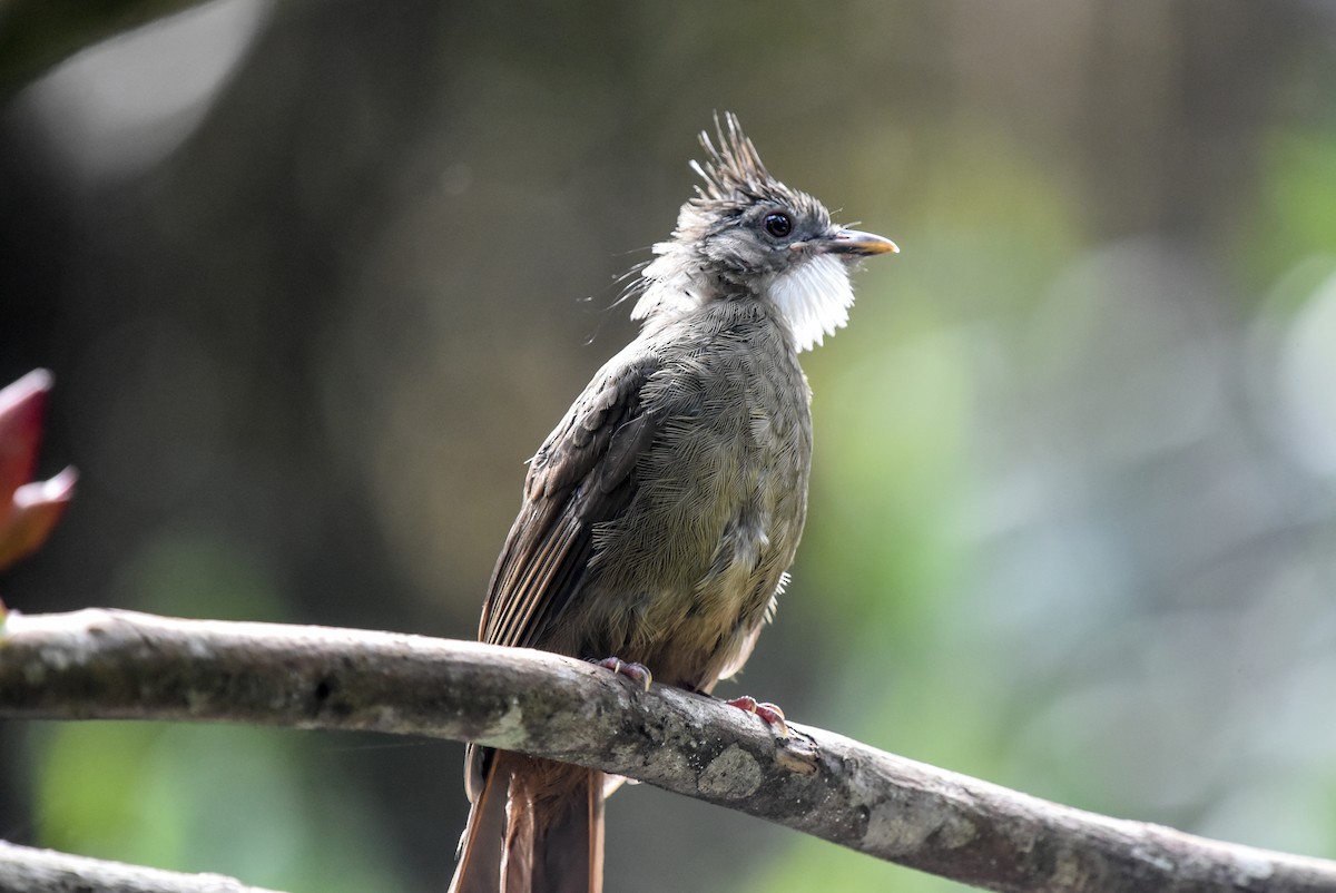 Penan Bulbul - ML623587782