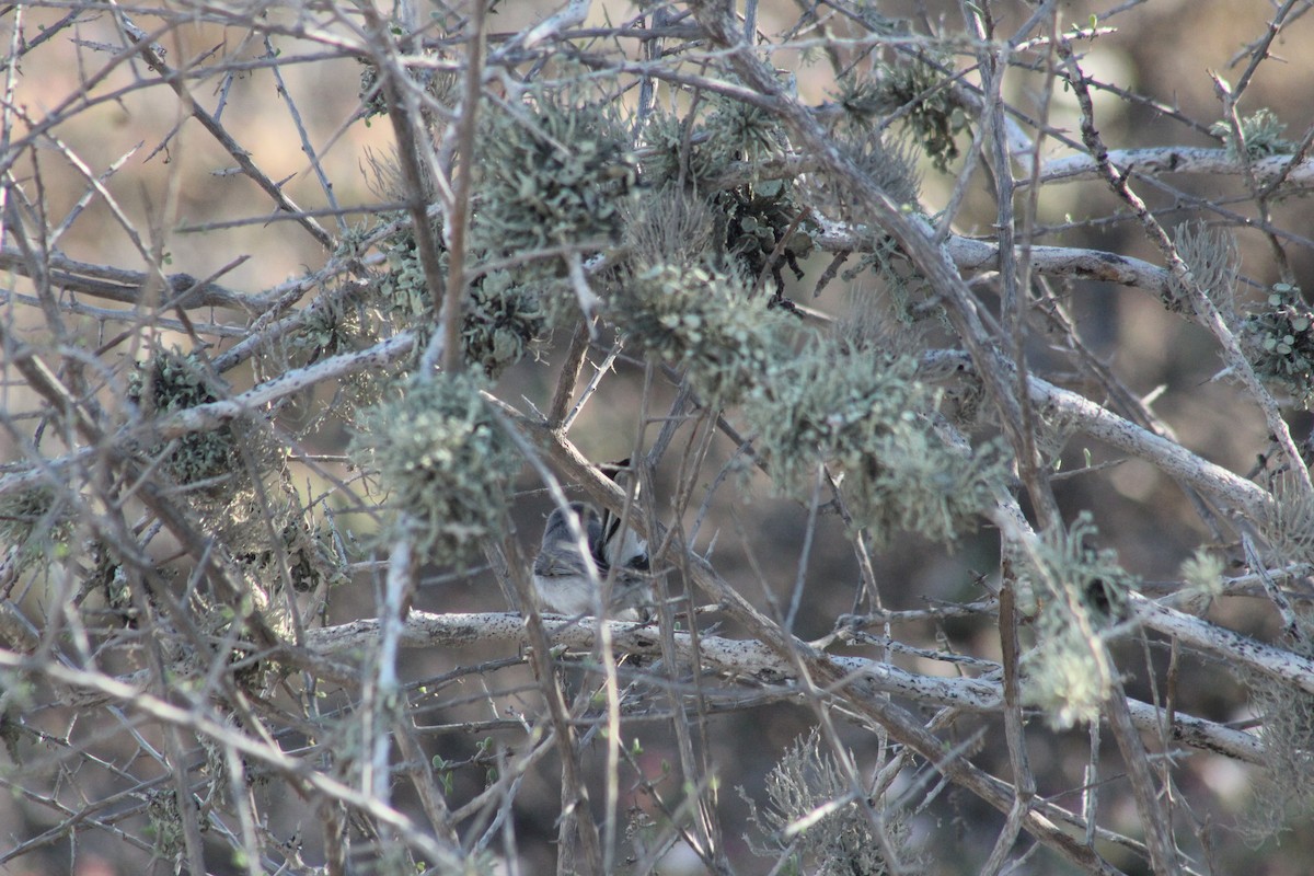 California Gnatcatcher - ML623587791