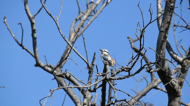 Red-backed Kingfisher - ML623587793