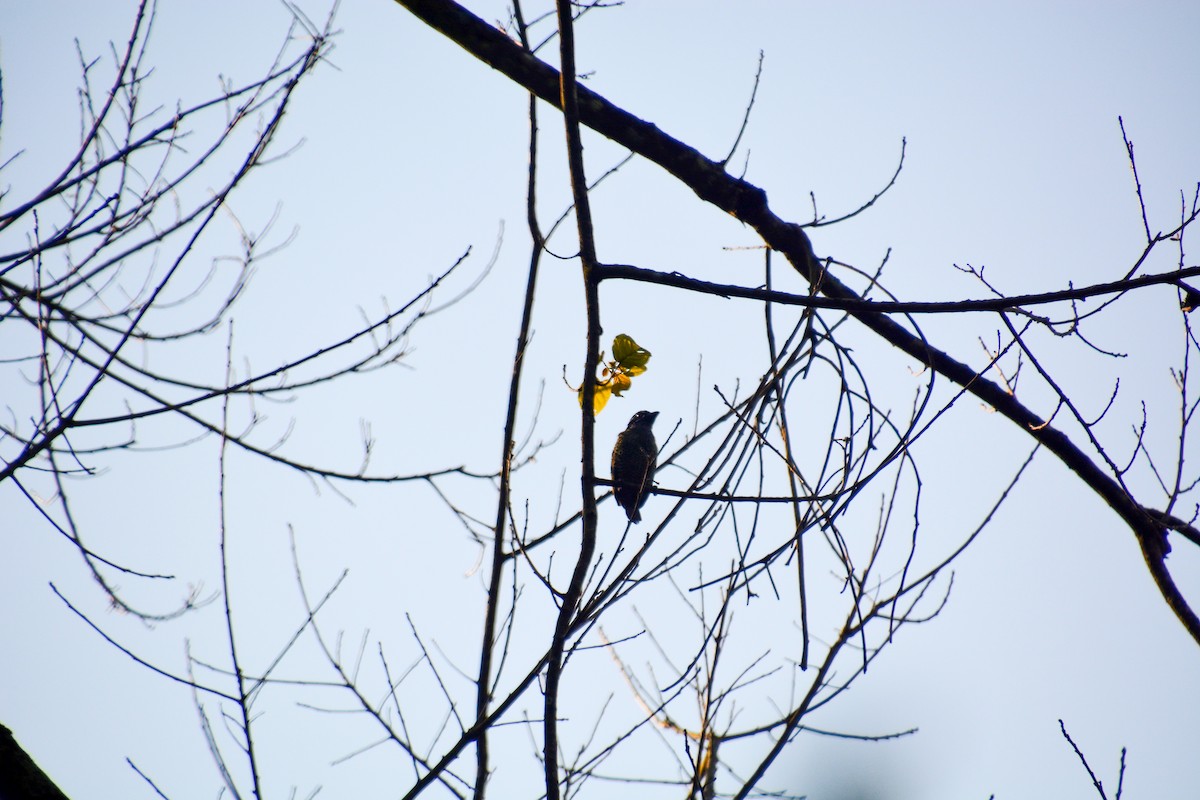 Red-fronted Barbet - Katie Dustman