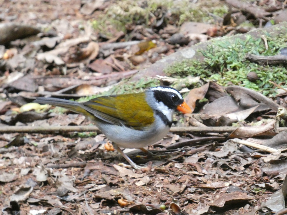 Orange-billed Sparrow - ML623587802