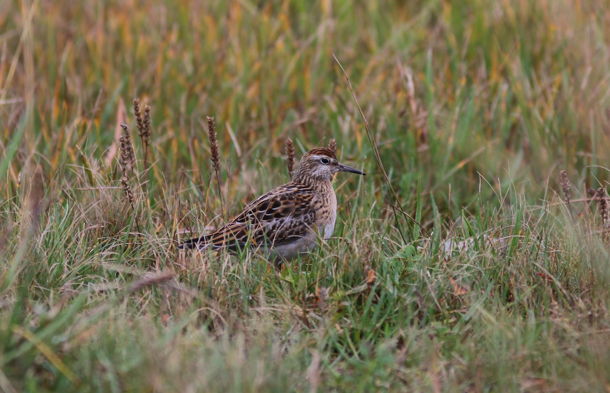 Sharp-tailed Sandpiper - ML623587810