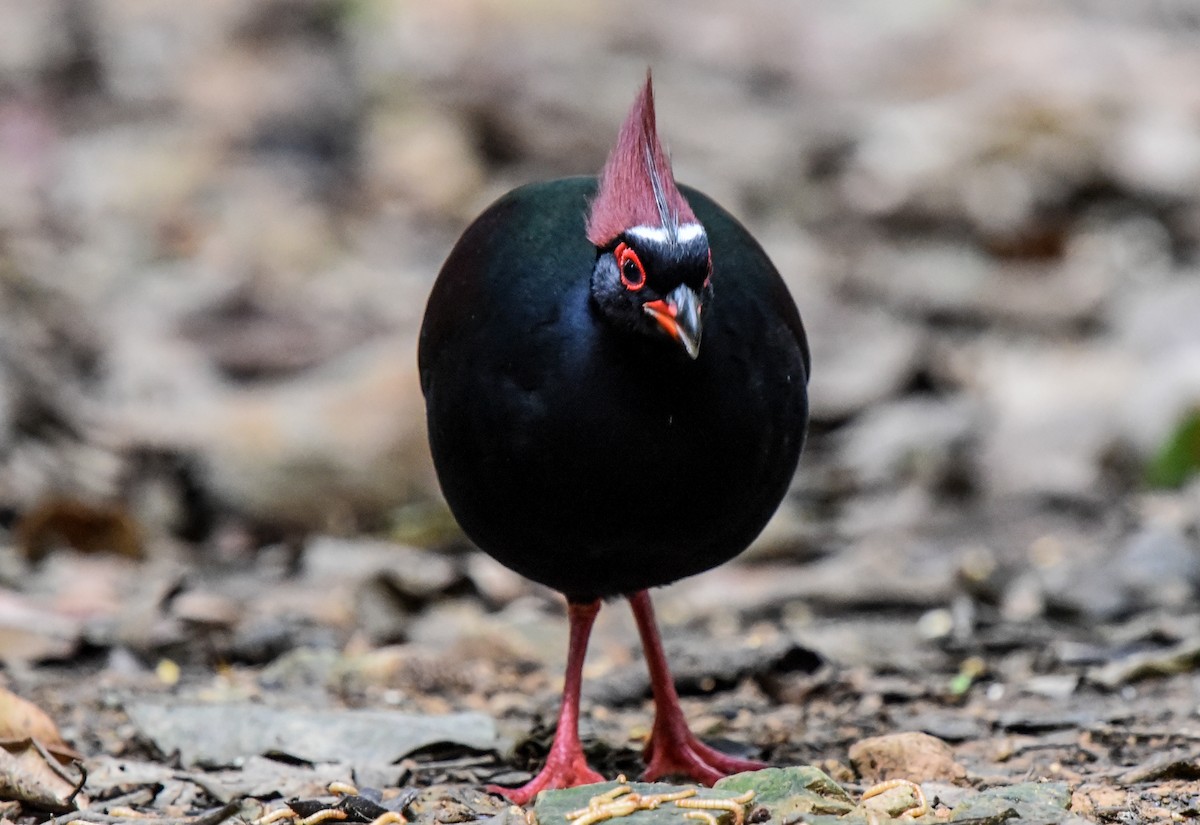 Crested Partridge - ML623587831