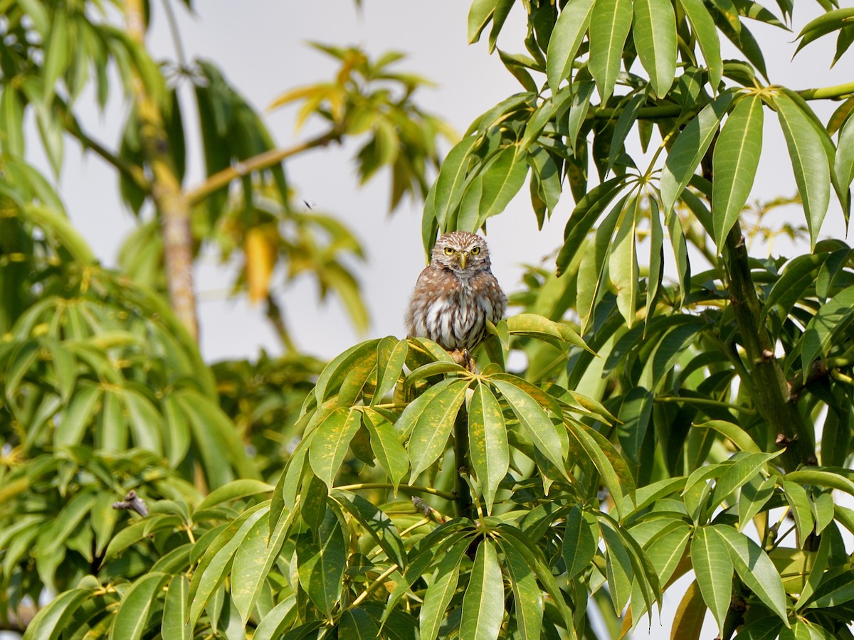 Ferruginous Pygmy-Owl - ML623587841