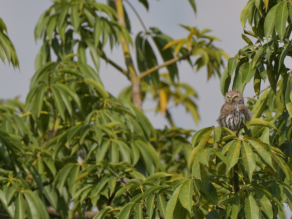 Ferruginous Pygmy-Owl - ML623587842