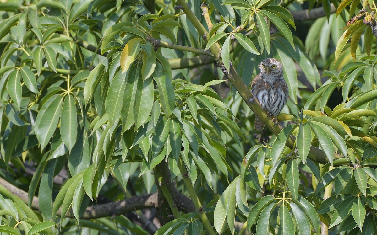 Ferruginous Pygmy-Owl - ML623587843