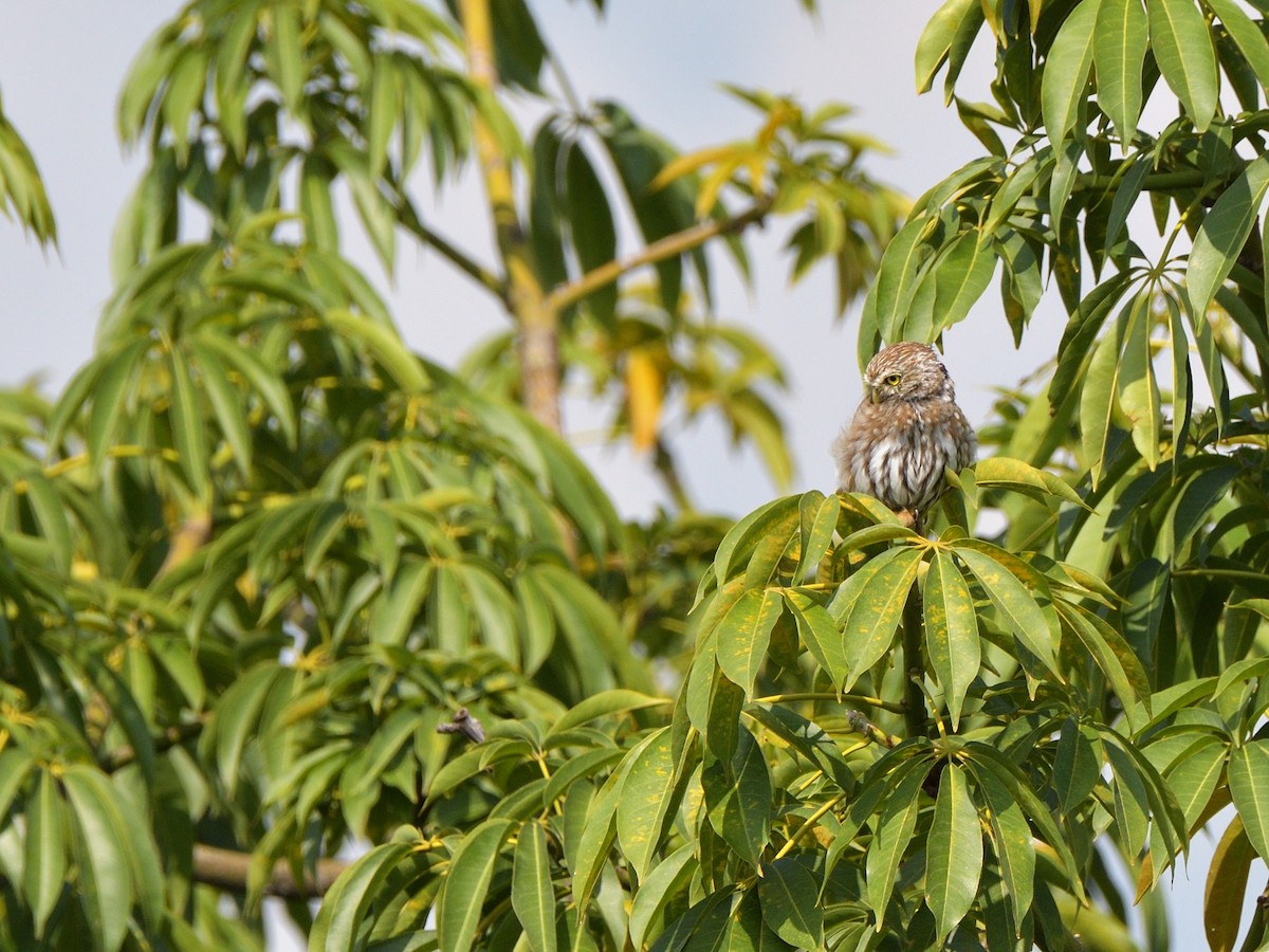 Ferruginous Pygmy-Owl - ML623587844