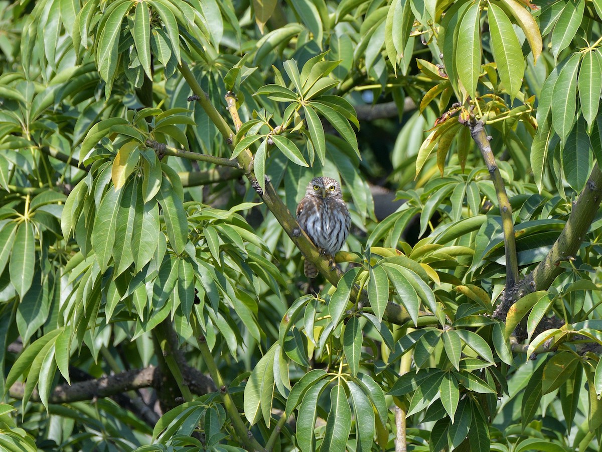 Ferruginous Pygmy-Owl - ML623587845