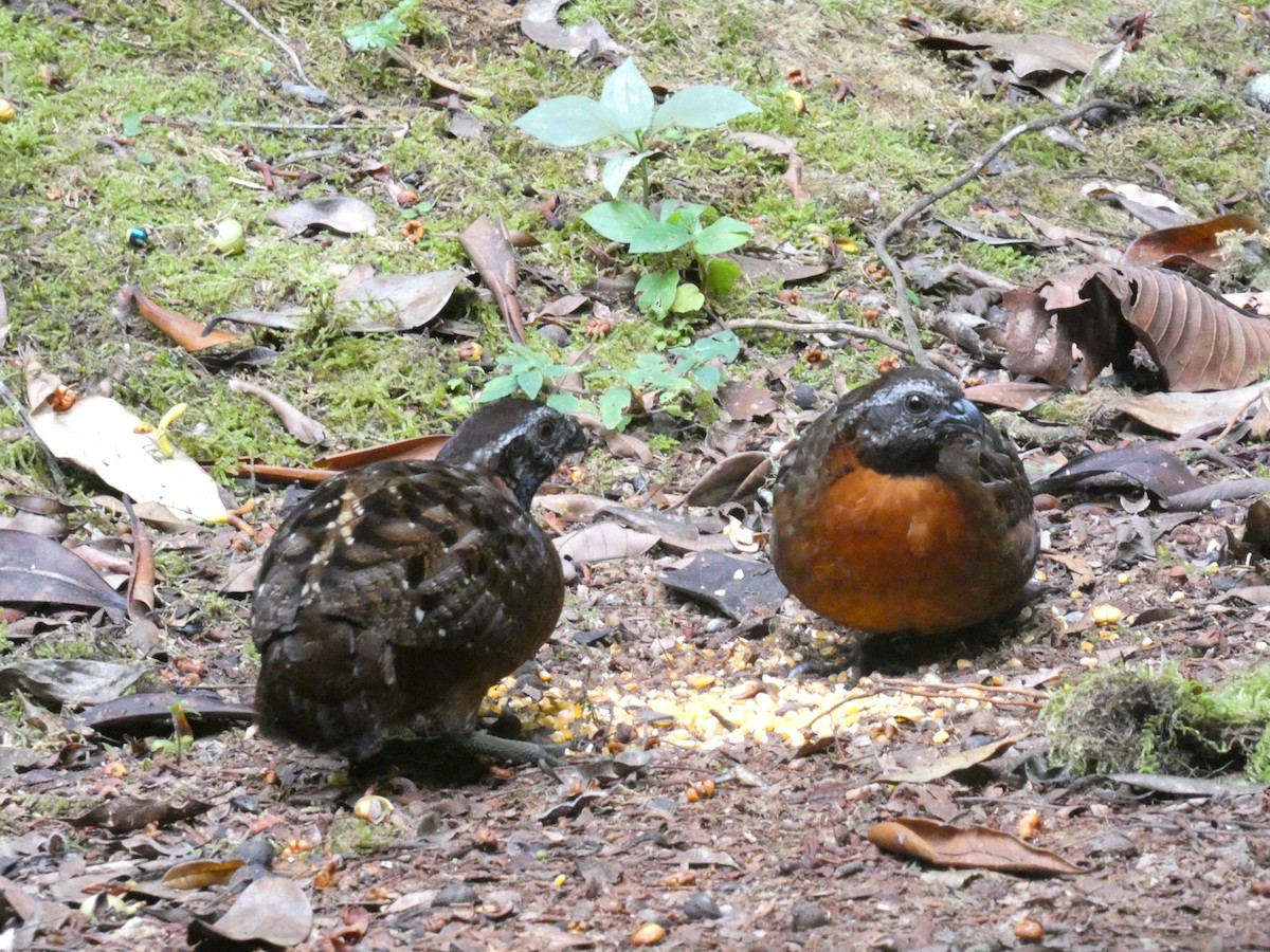 Rufous-breasted Wood-Quail - ML623587871