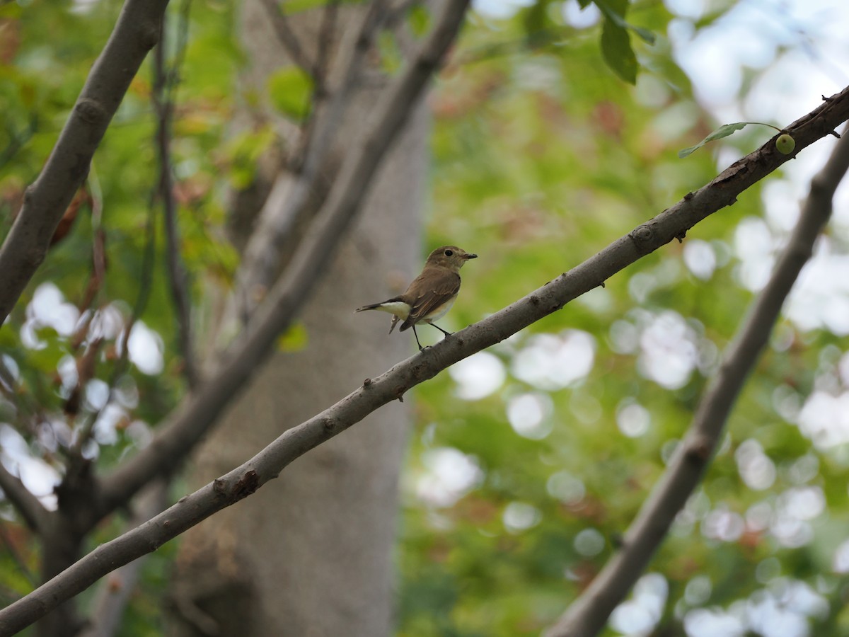 Taiga Flycatcher - ML623587874