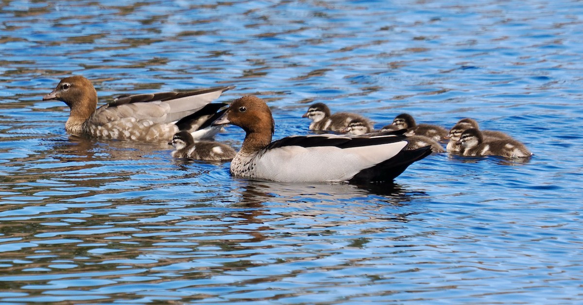 Canard à crinière - ML623587882