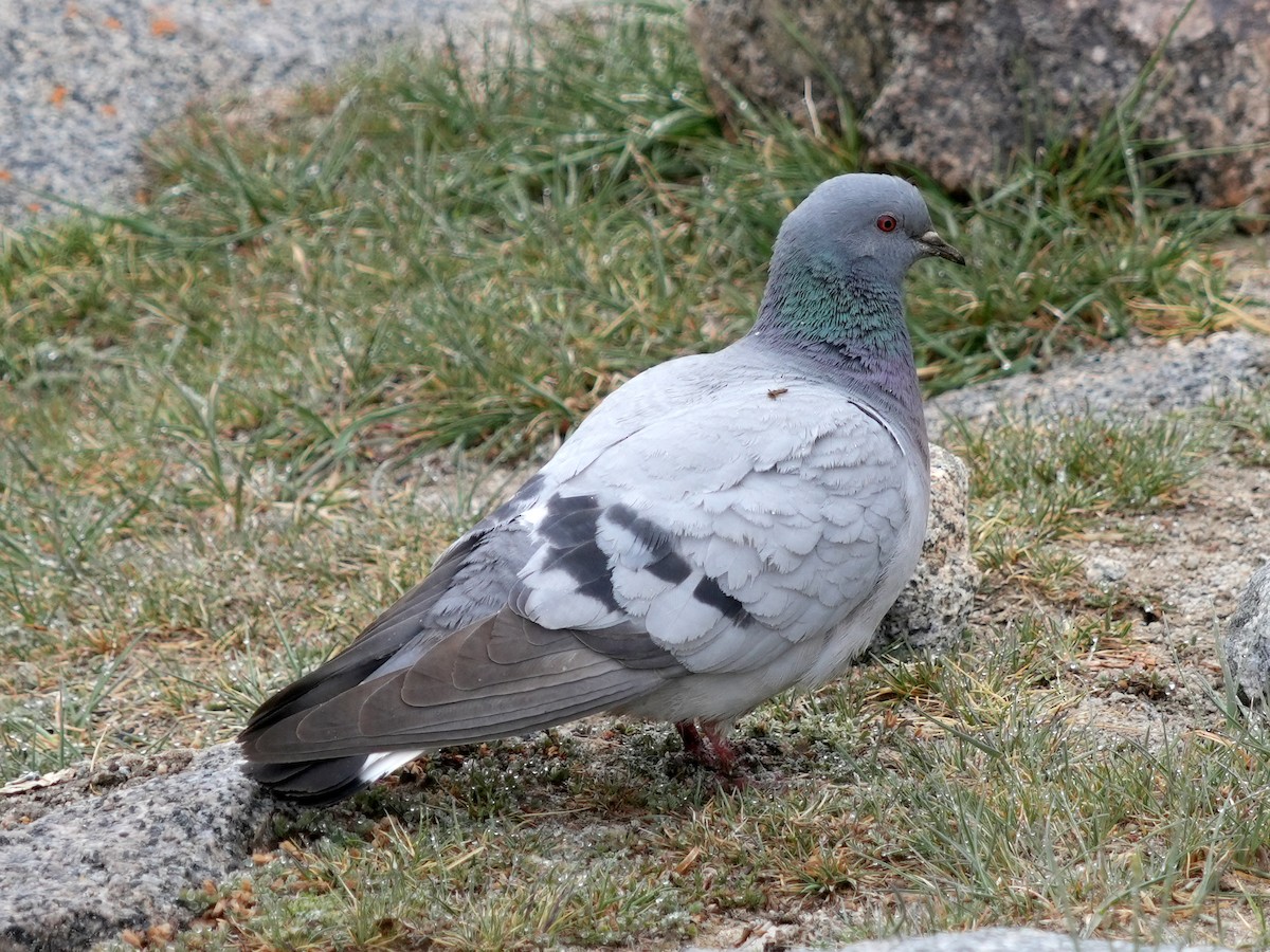 Hill Pigeon - ML623587916