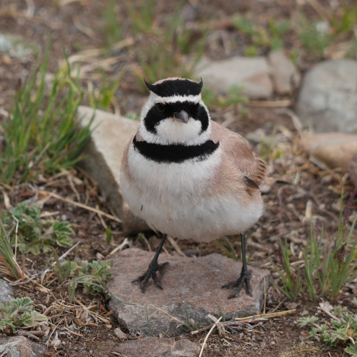 Horned Lark (Tibetan) - ML623587922