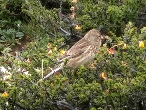 Pardillo Piquigualdo - ML623587947