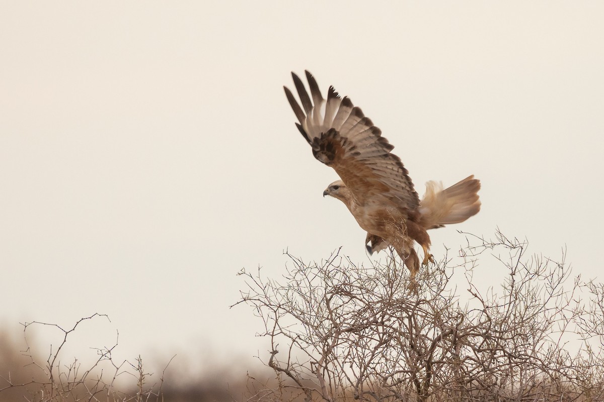 Long-legged Buzzard - Matt Sim