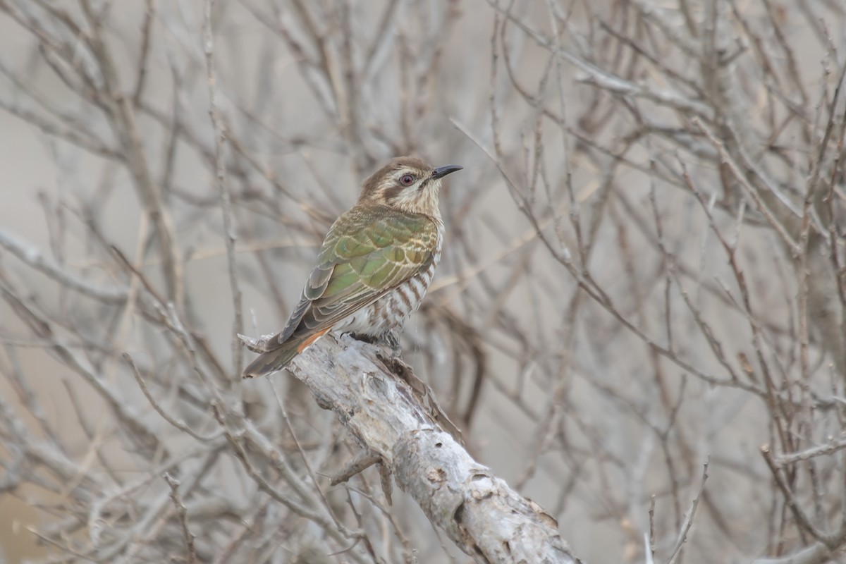 Horsfield's Bronze-Cuckoo - ML623587959