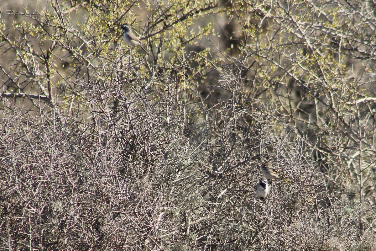 Black-throated Sparrow - ML623587965