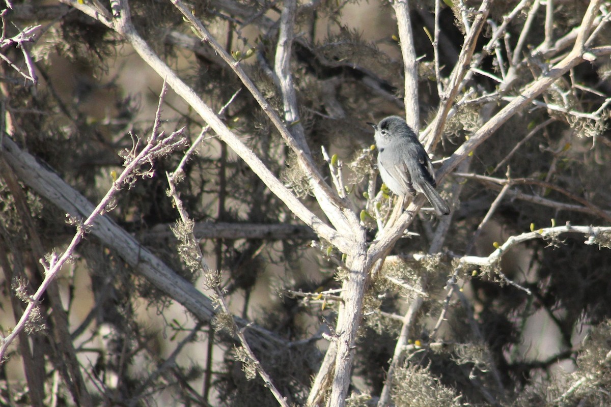 California Gnatcatcher - ML623587969