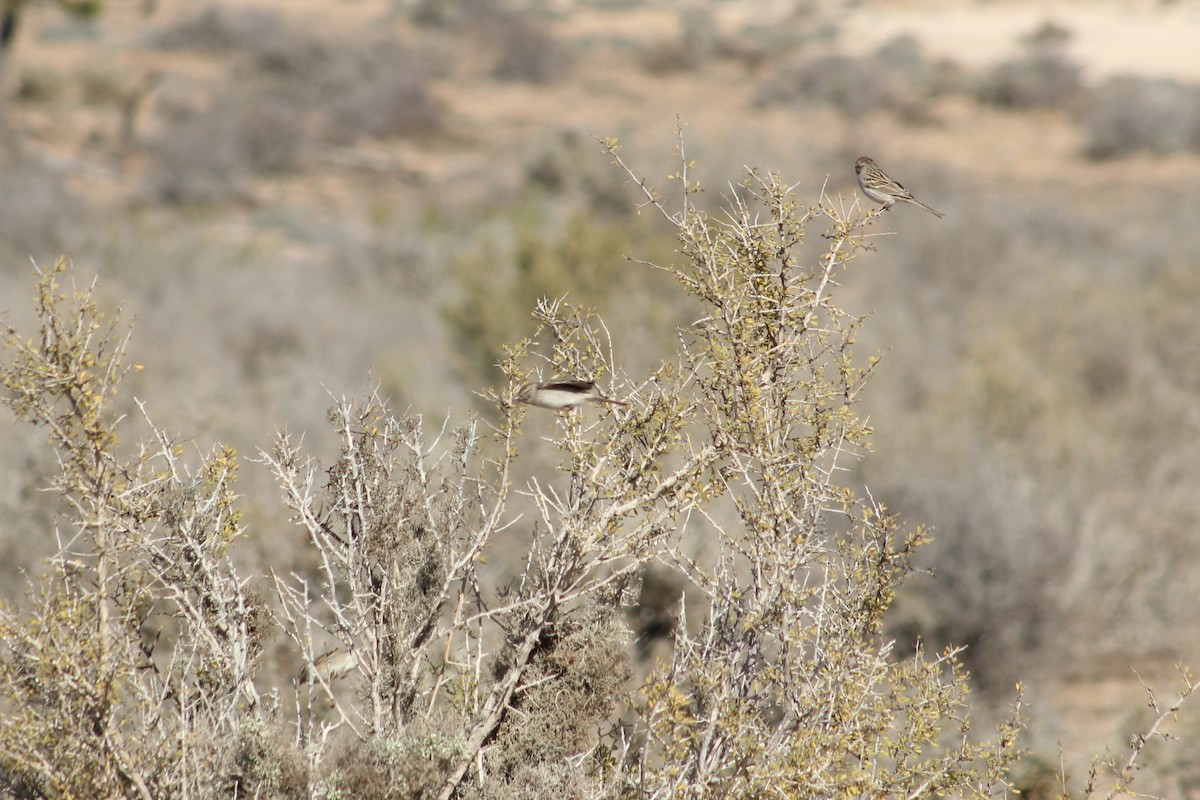 Brewer's Sparrow - ML623587993