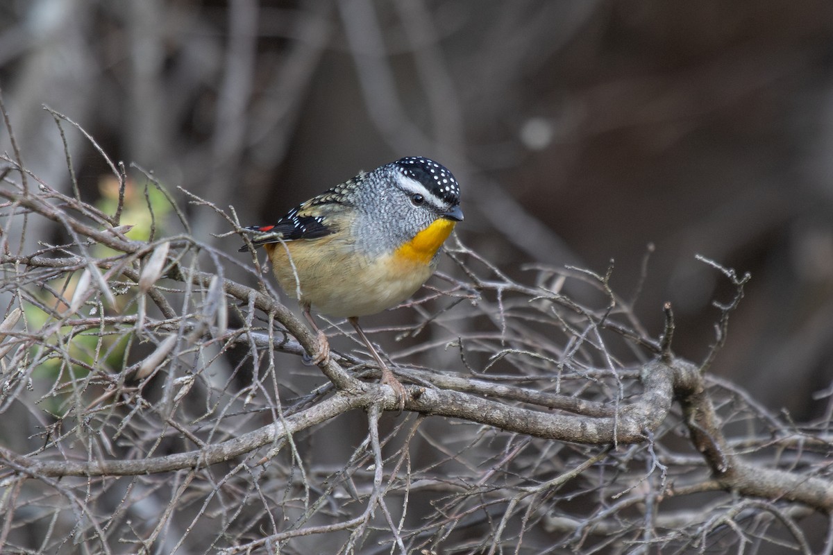 Fleckenpanthervogel - ML623588049