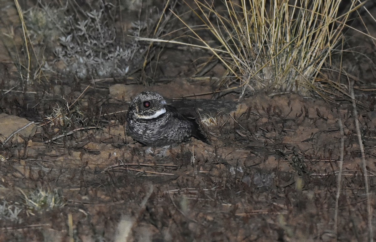 Common Poorwill - ML623588067