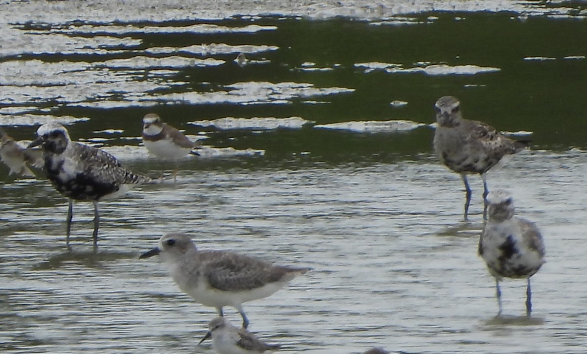 Black-bellied Plover - Maria Janeiro