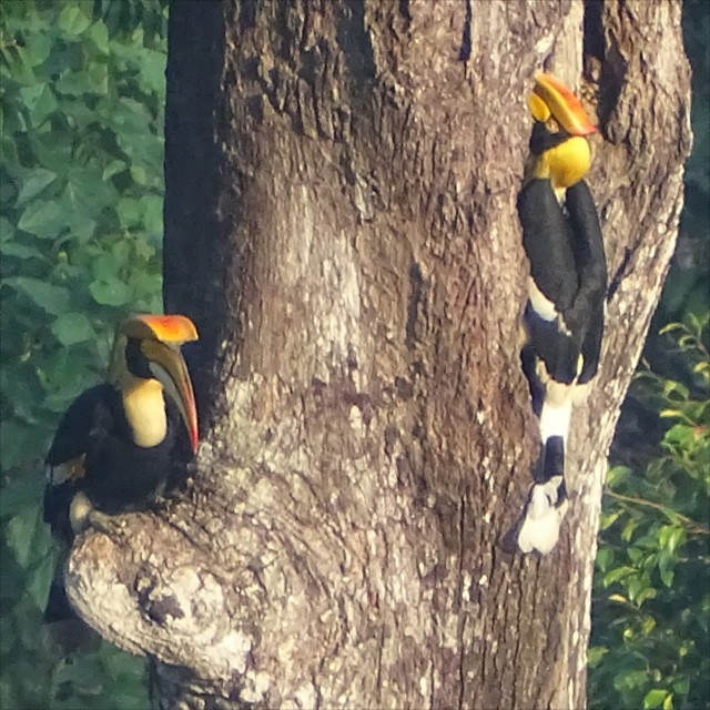 Great Hornbill - ML623588143