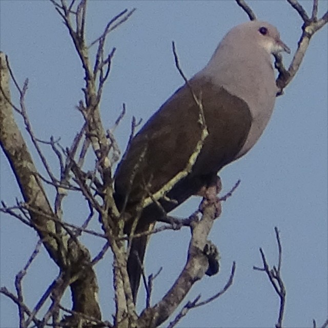 Malabar Imperial-Pigeon - ML623588159