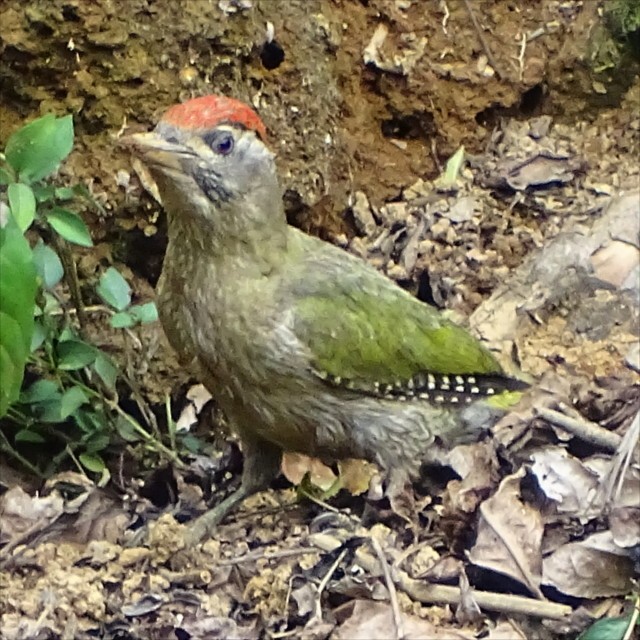 Streak-throated Woodpecker - ML623588177