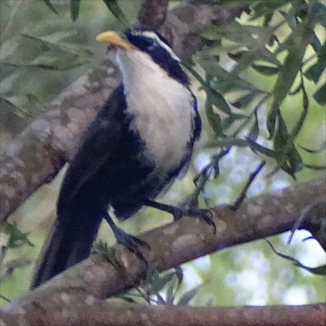 Indian Scimitar-Babbler - ML623588188