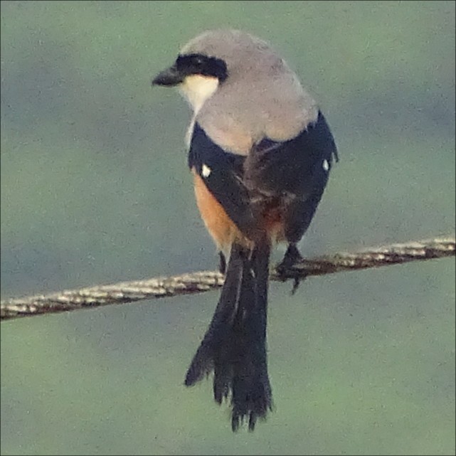 Long-tailed Shrike - ML623588195