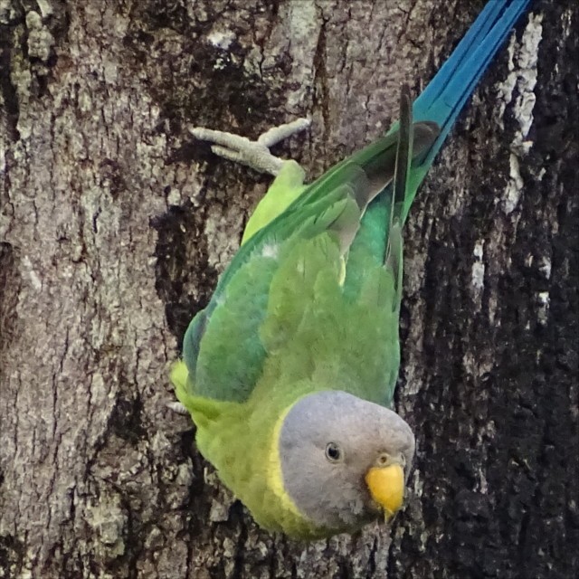 Plum-headed Parakeet - ML623588197