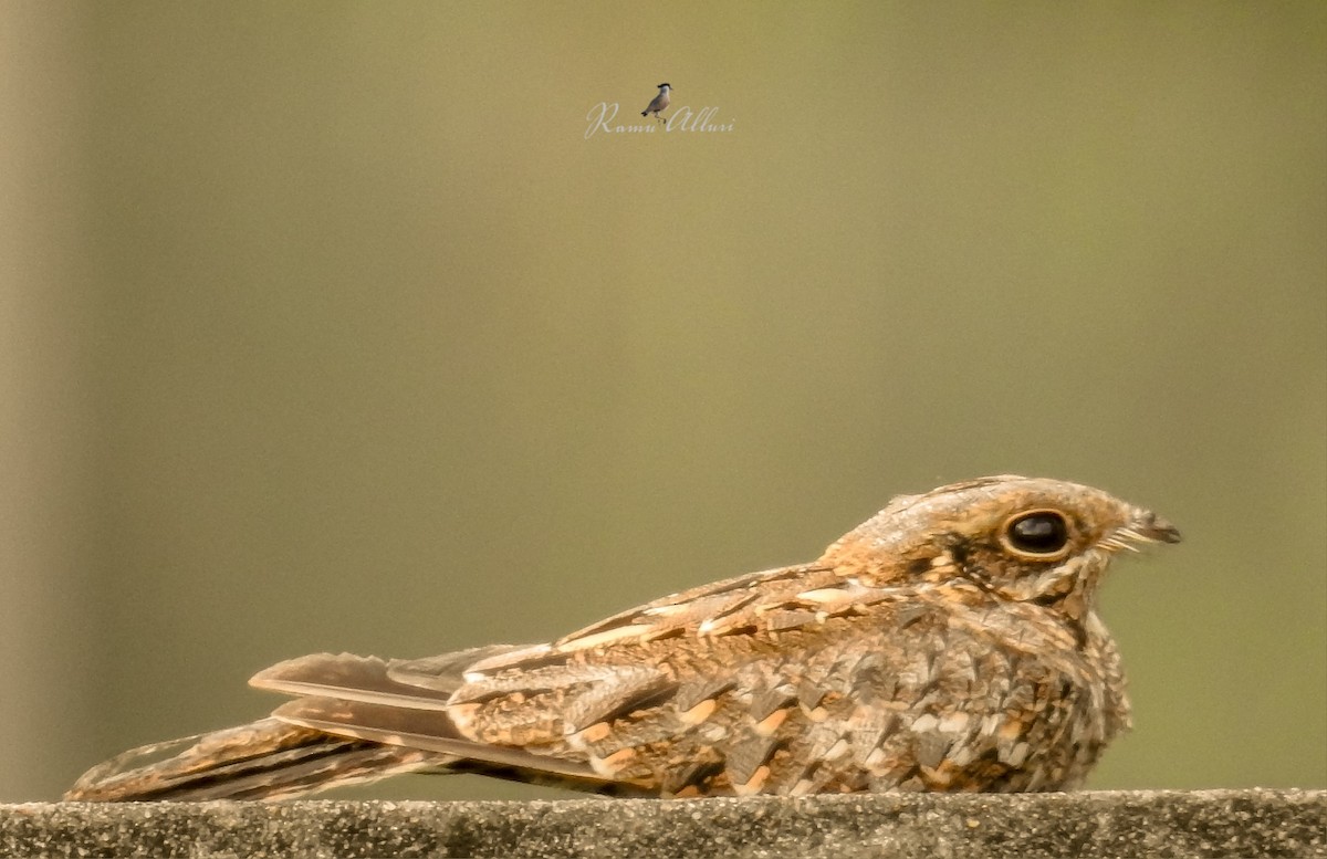 Indian Nightjar - ML623588199