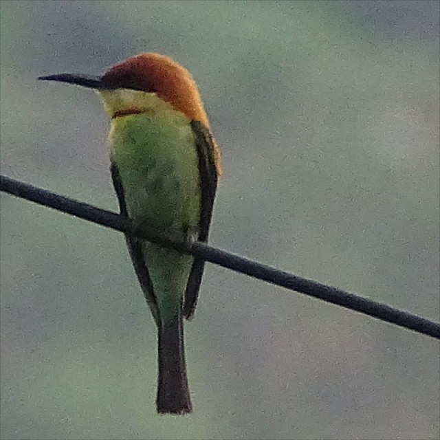 Chestnut-headed Bee-eater - ML623588204