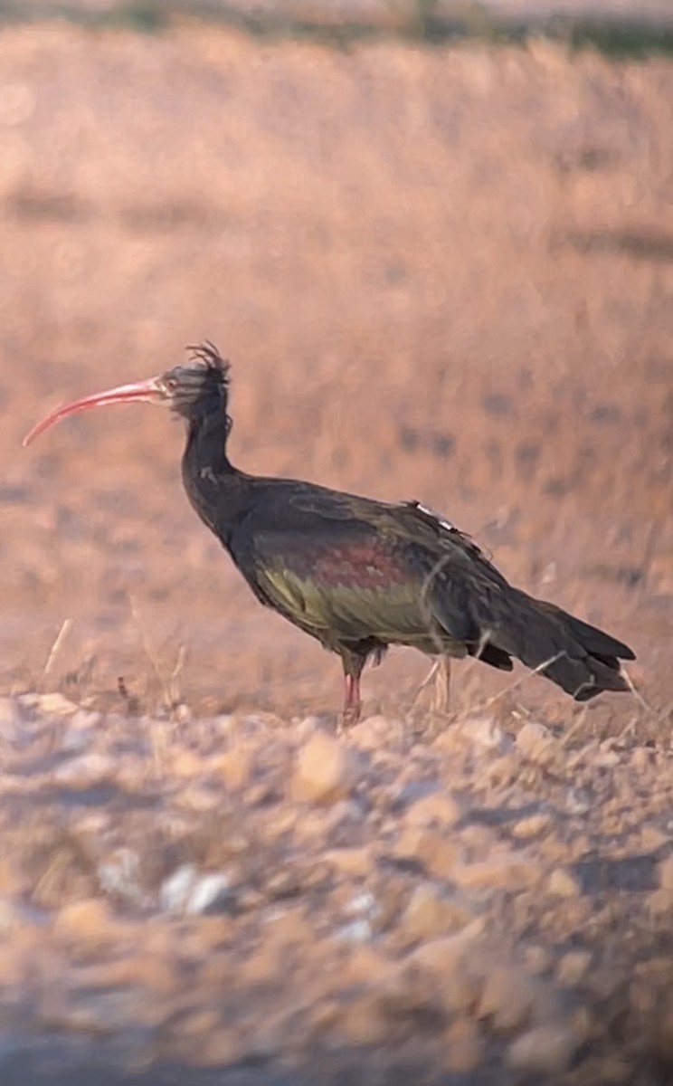 ibis skalní - ML623588208