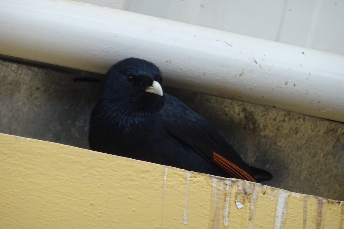 White-billed Starling - ML623588219