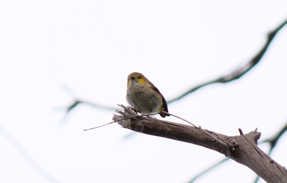 Forty-spotted Pardalote - ML623588231