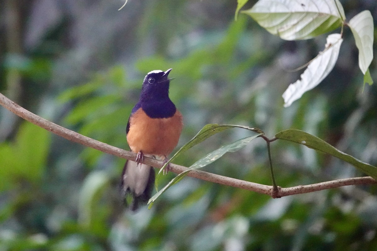 White-crowned Shama - ML623588237