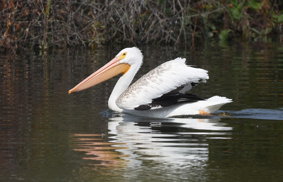 American White Pelican - ML623588251